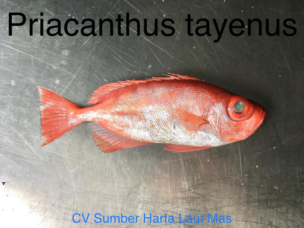 purple-spotted bigeye